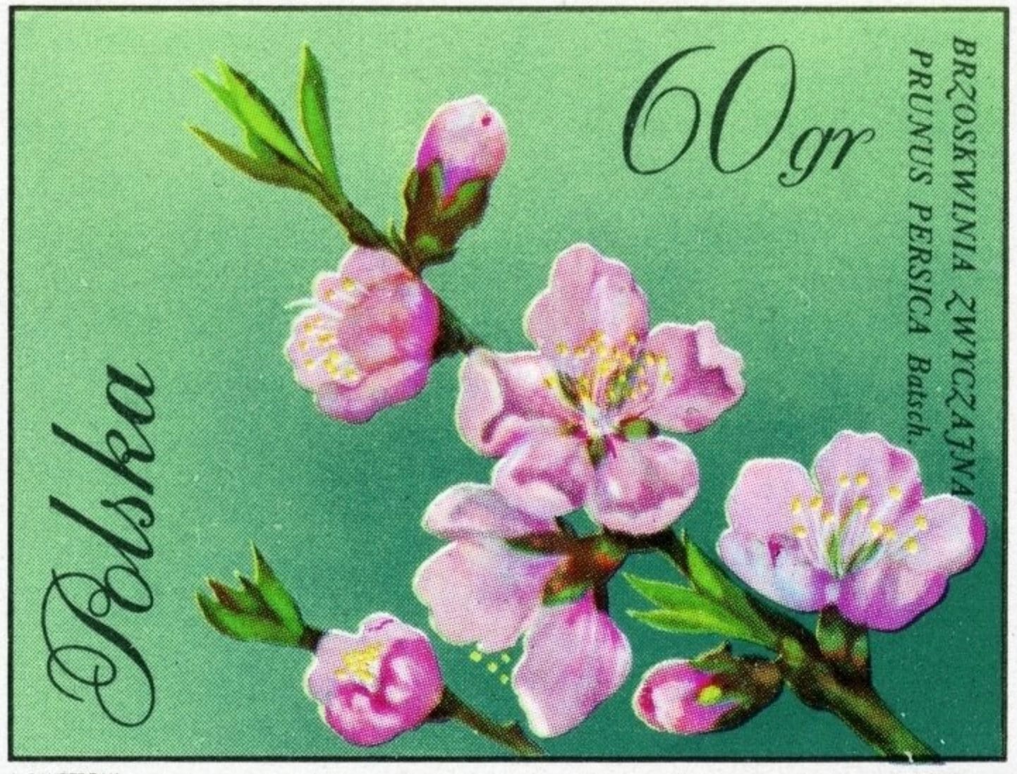 1971 Peach Flower - Polish Postage Stamp - Postage Stamp Earrings