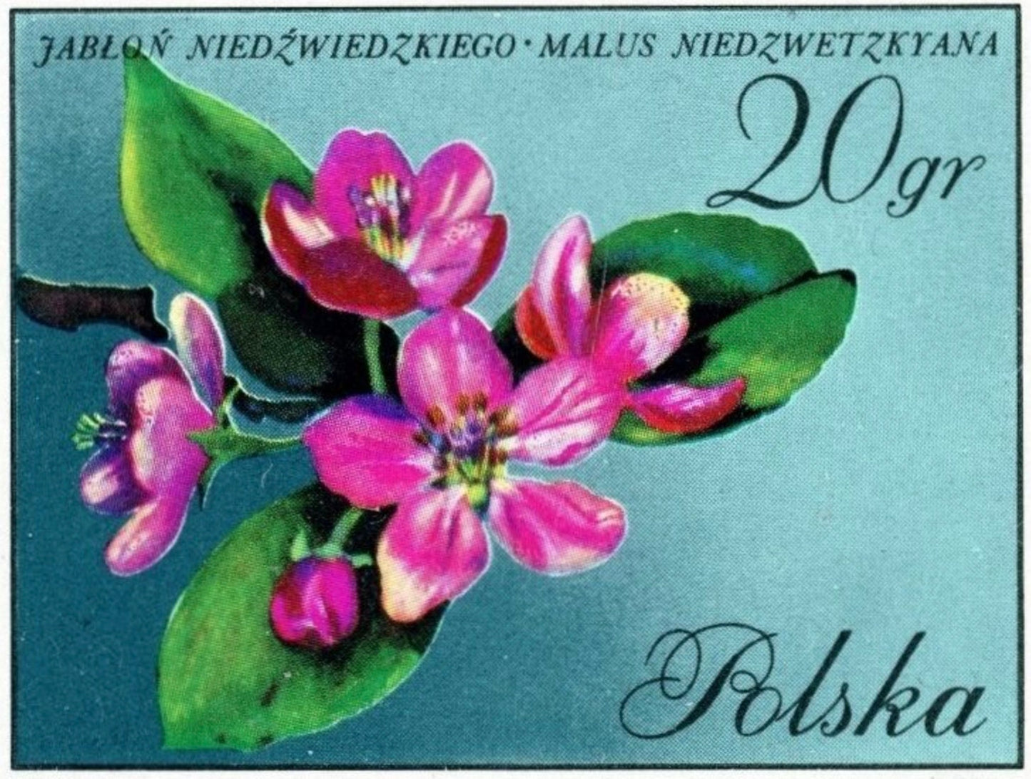 1971 Apple Flower - Polish Stamp - Postage Stamp Earrings