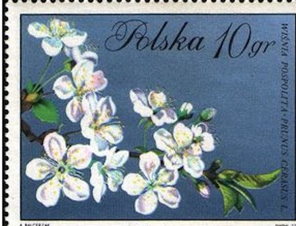 1971 Tart Cherry Blossom - Polish Stamp - Postage Stamp Earrings